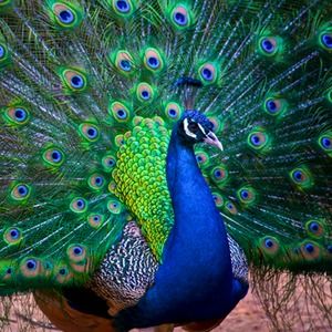 Meet your Posher, Jacie